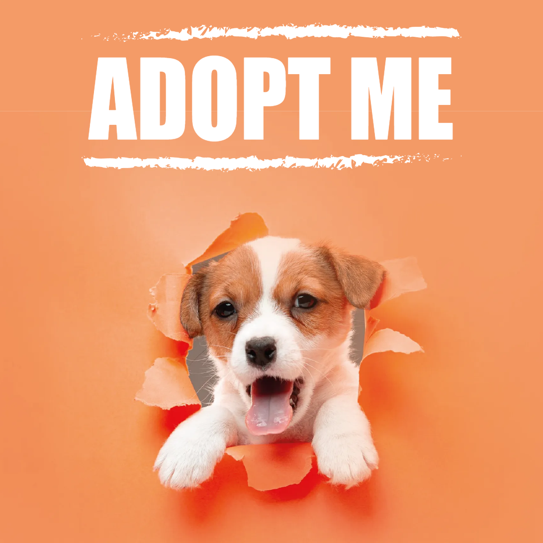 Custom Outdoor Yard Signs Multiple Sizes Adopt Me