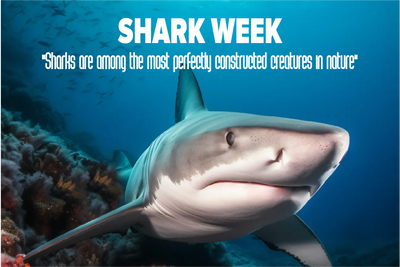 Custom Outdoor Yard Signs Multiple Sizes Shark Week