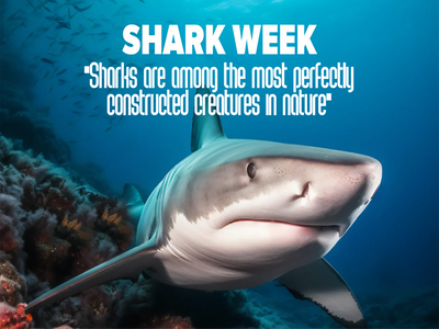 Custom Outdoor Yard Signs Multiple Sizes Shark Week
