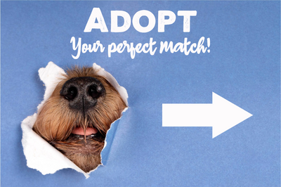 Custom Outdoor Yard Signs Multiple Sizes Your Perfect Match