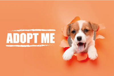 Custom Outdoor Yard Signs Multiple Sizes Adopt Me